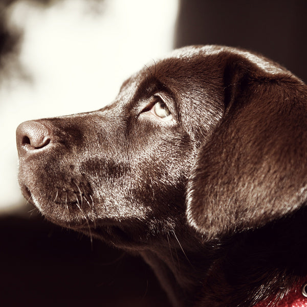 in loving memory . . .